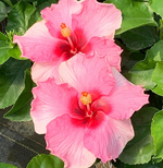 Load image into Gallery viewer, Trop, Hollywood Hibiscus Talk of the Town #2