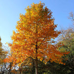Load image into Gallery viewer, Tulip Poplar #25