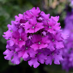 Load image into Gallery viewer, Verbena EnduraScape, Purple #1