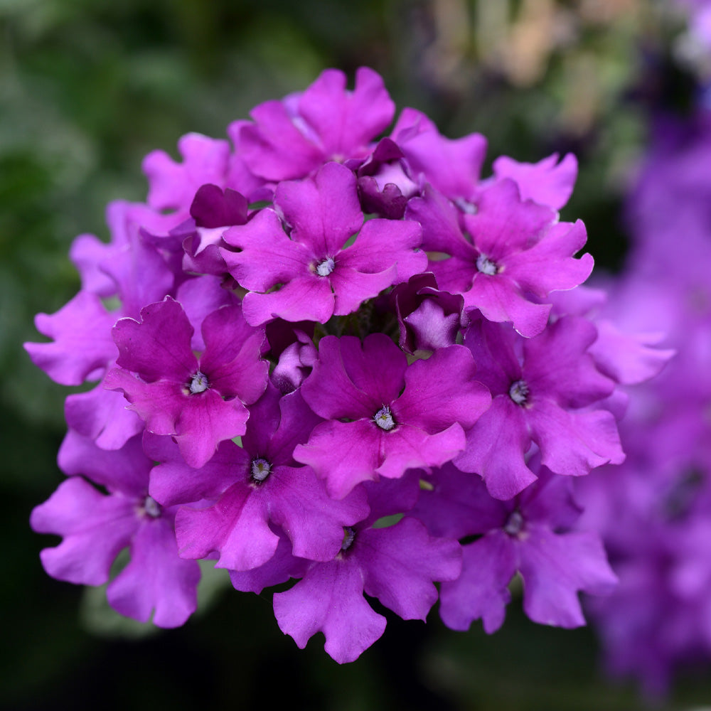 Verbena EnduraScape, Purple Improved #1 – Greenwood Creek Nursery