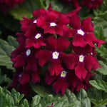 Load image into Gallery viewer, Verbena, EnduraScape Burgandy #1