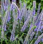 Load image into Gallery viewer, Veronica, Magic Show Ever After #1