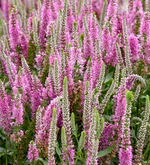 Load image into Gallery viewer, Veronica, Magic Show Pink Potion #1