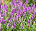 Load image into Gallery viewer, Veronica, Magic Show Purple Illusion #1