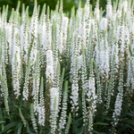 Load image into Gallery viewer, Veronica, Magic Show White Wands #1