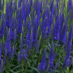 Load image into Gallery viewer, Veronica, Magic Show Wizard of AHHS #1