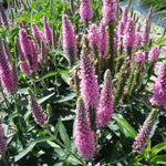 Load image into Gallery viewer, Veronica, Skyward Pink #1