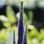 Load image into Gallery viewer, Veronica, Royal Candles #1