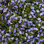Load image into Gallery viewer, Veronica, George Blue Qt