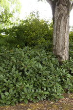 Load image into Gallery viewer, Viburnum, David #5