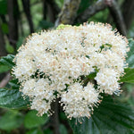 Load image into Gallery viewer, Viburnum, Arrowwood #3