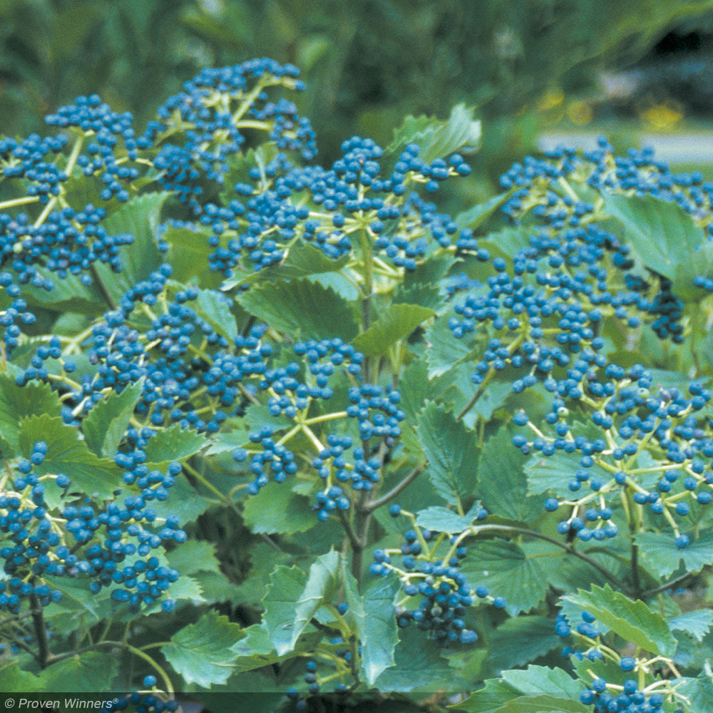 Viburnum, Blue Muffin #7