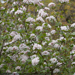 Load image into Gallery viewer, Viburnum, Carlesii #5