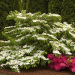 Load image into Gallery viewer, Viburnum, Mariesii #5