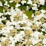 Load image into Gallery viewer, Viburnum, Mariesii #5