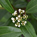 Load image into Gallery viewer, Viburnum, Moonlit Lace #3