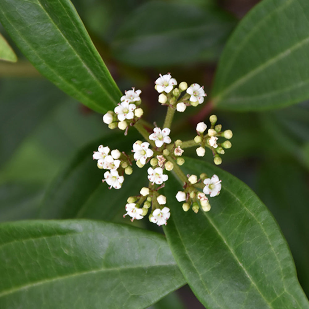 Viburnum, Moonlit Lace #3
