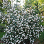 Load image into Gallery viewer, Viburnum, Pragense #3