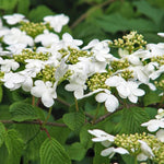 Load image into Gallery viewer, Viburnum, Shasta #3
