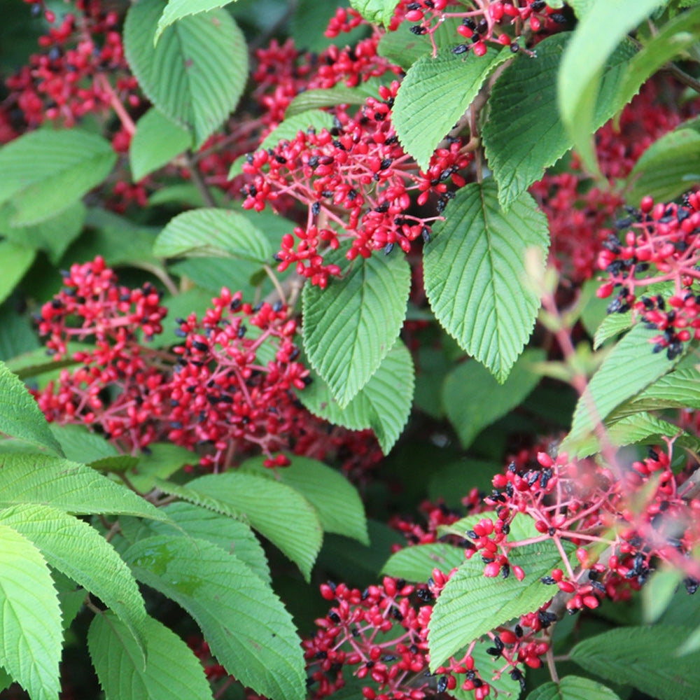 Viburnum, Shasta #3