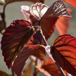 Load image into Gallery viewer, Viburnum, Sparkler #2