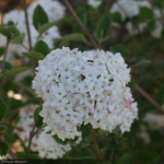 Load image into Gallery viewer, Viburnum, Spice Island #3