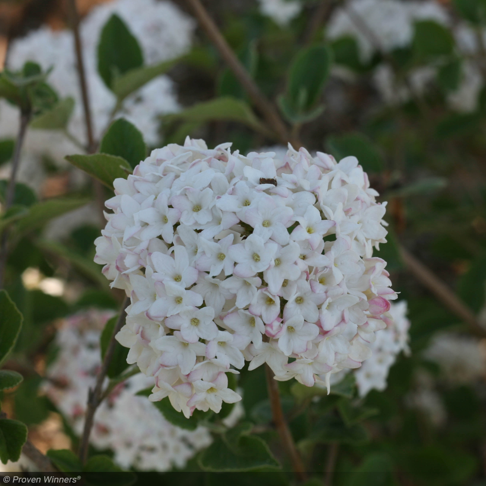 Viburnum, Spice Island #3