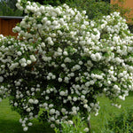 Load image into Gallery viewer, Viburnum, Sterile #5
