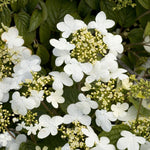 Load image into Gallery viewer, Viburnum, Summer Snowflake #5