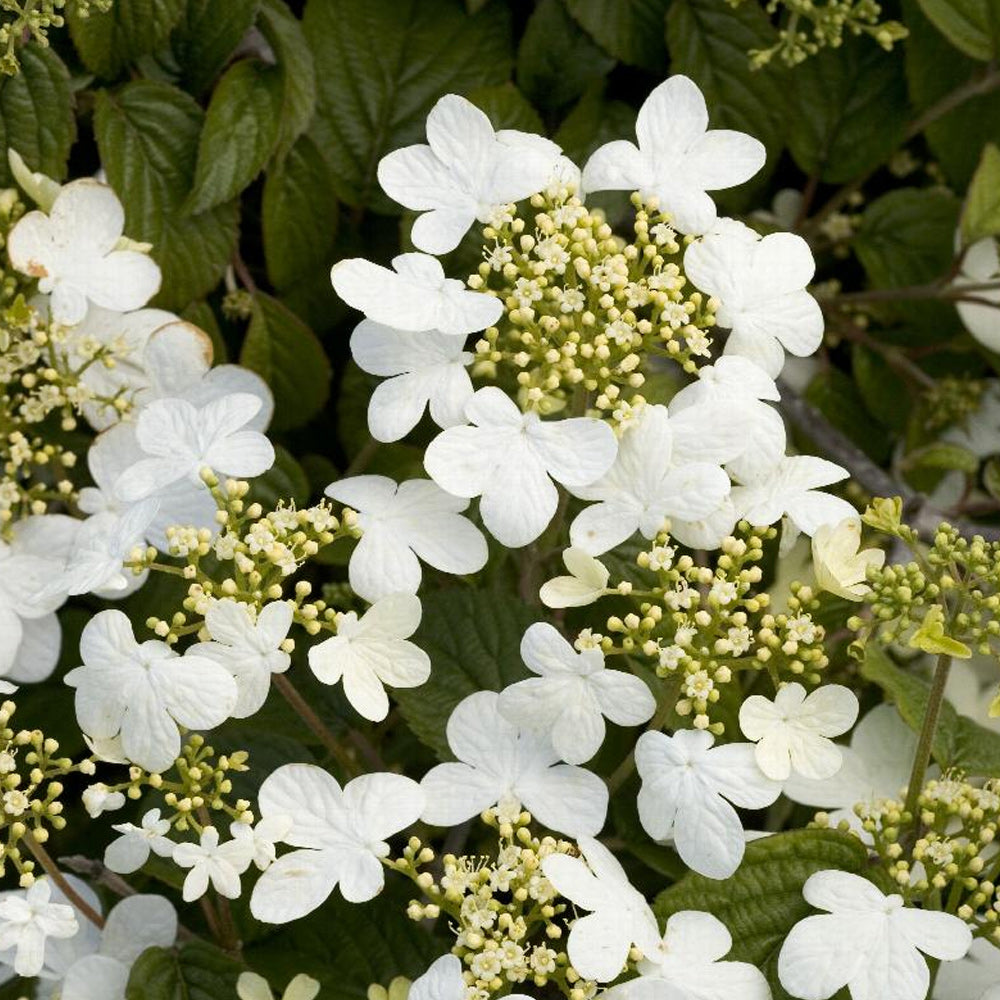 Viburnum, Summer Snowflake #5
