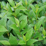 Load image into Gallery viewer, Viburnum, Sweet Talker #3