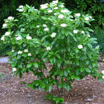 Load image into Gallery viewer, Viburnum, Winterthur #3