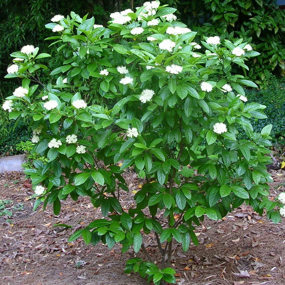 Viburnum, Winterthur #3