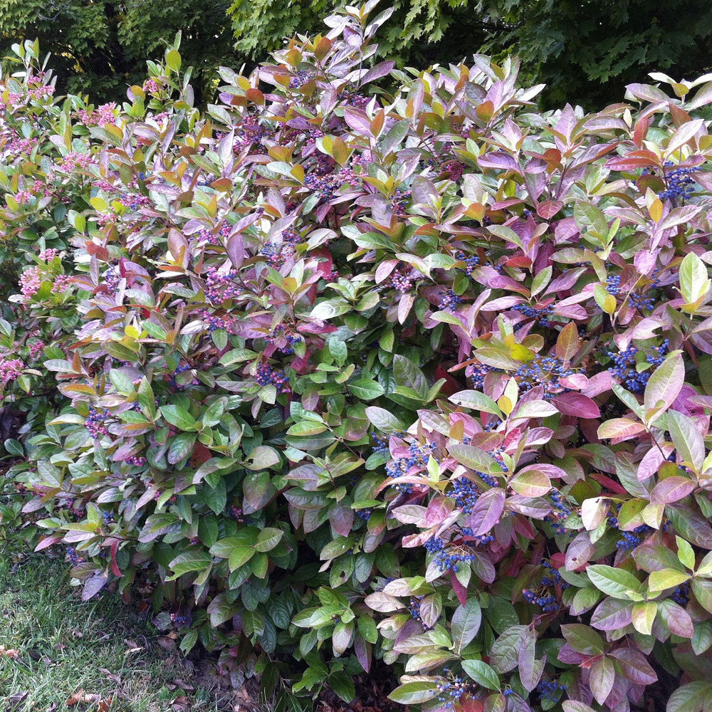 Viburnum, Winterthur #3