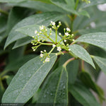 Load image into Gallery viewer, Viburnum, Yin #3