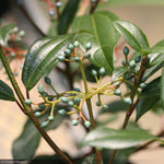 Load image into Gallery viewer, Viburnum, Yin #3