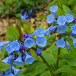 Load image into Gallery viewer, Virginia Bluebells Qt