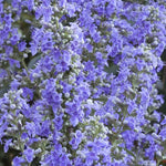 Load image into Gallery viewer, Vitex, Shoal Creek #15