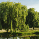 Load image into Gallery viewer, Weeping Willow, Green #15