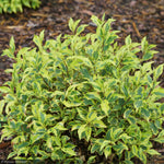 Load image into Gallery viewer, Weigela, Bubbly Wine #3