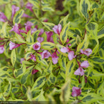 Load image into Gallery viewer, Weigela, Bubbly Wine #3