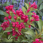 Load image into Gallery viewer, Weigela, Crimson Kisses #2