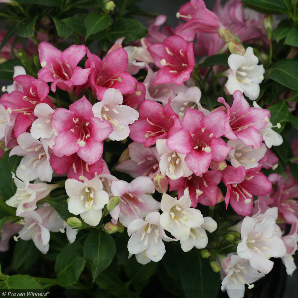 Weigela, Czechmark Trilogy #3
