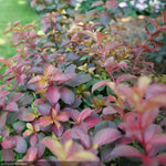 Load image into Gallery viewer, Weigela, Midnight Sun #3