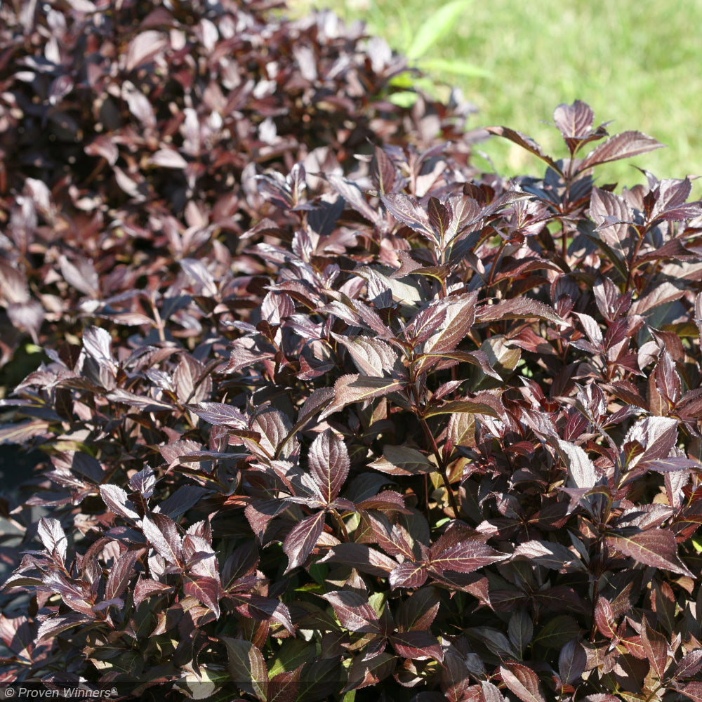 Weigela, Midnight Wine Shine #3