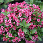 Load image into Gallery viewer, Weigela, Snippet Dark Pink #3