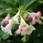 Load image into Gallery viewer, Weigela, Sonic Bloom Pearl #5