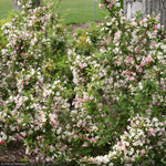 Load image into Gallery viewer, Weigela, Sonic Bloom Pearl #5