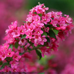 Load image into Gallery viewer, Weigela, Sonic Bloom Pink #3