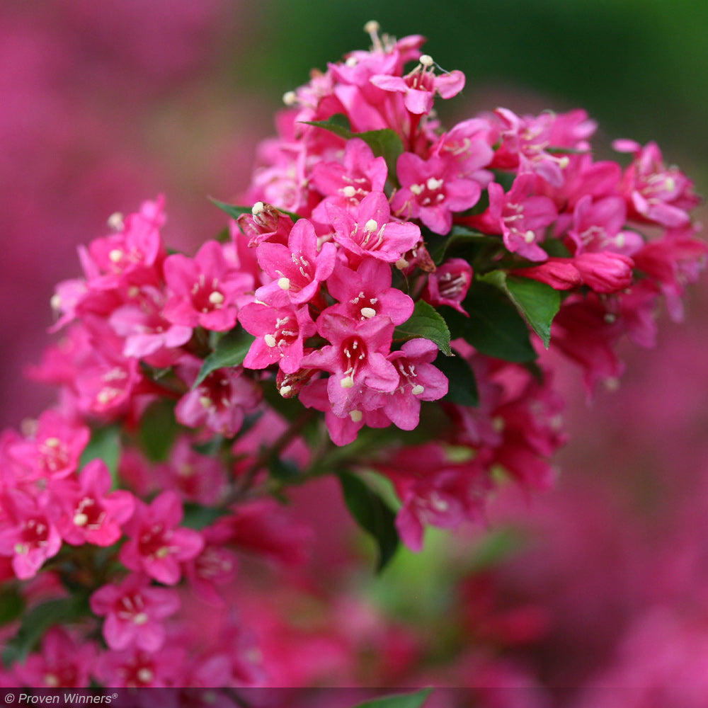 Weigela, Sonic Bloom Pink #3